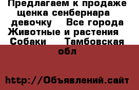 Предлагаем к продаже щенка сенбернара - девочку. - Все города Животные и растения » Собаки   . Тамбовская обл.